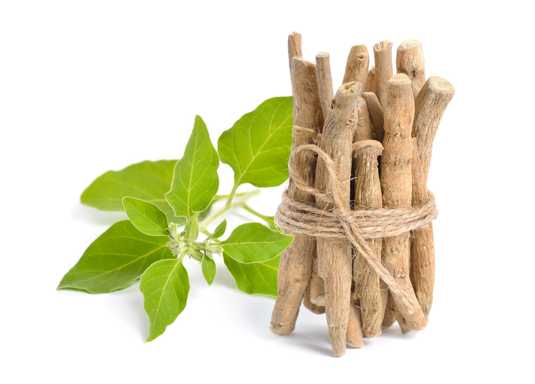 Understanding Ashwagandha: from Ancient Ayurvedic Medicine to Modern Health & Wellness