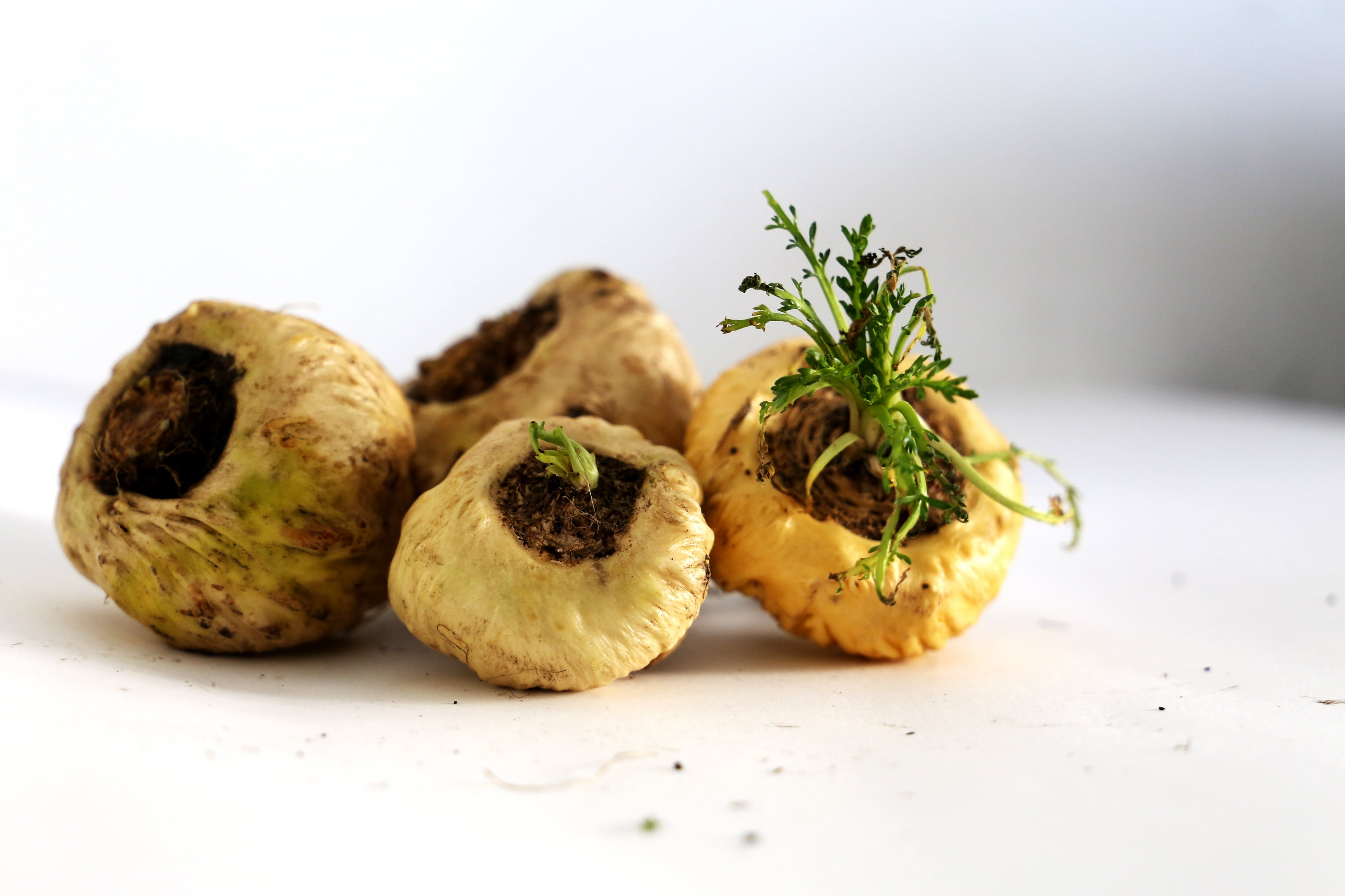 What Maca Can Do for Your Health: A Complete List of Maca Health Benefits