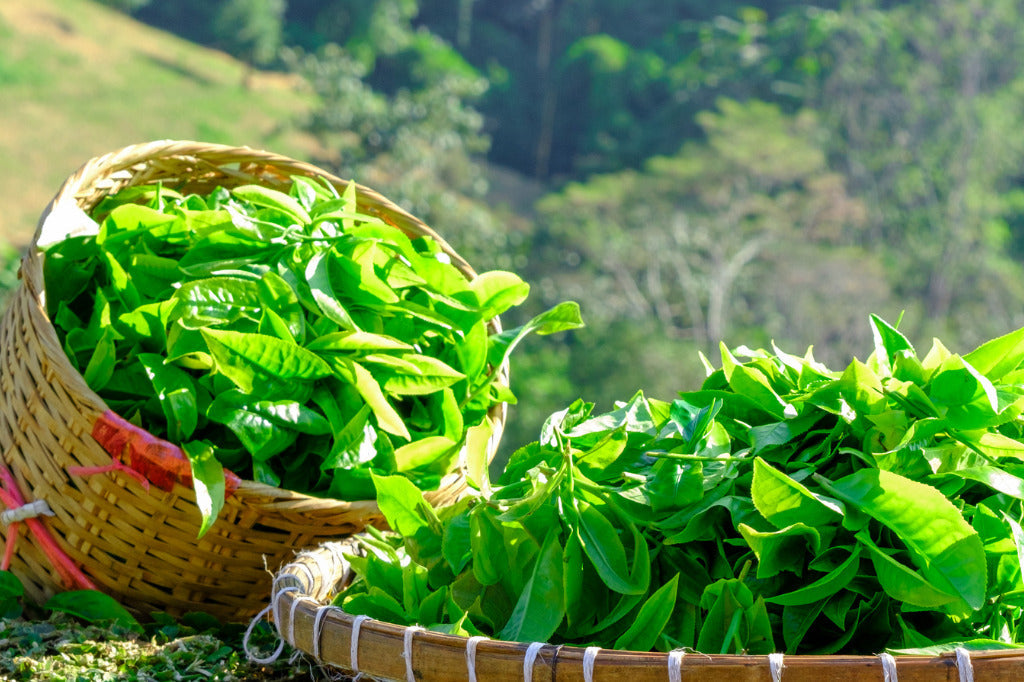 What Makes Kucha Different From Other Tea Plants