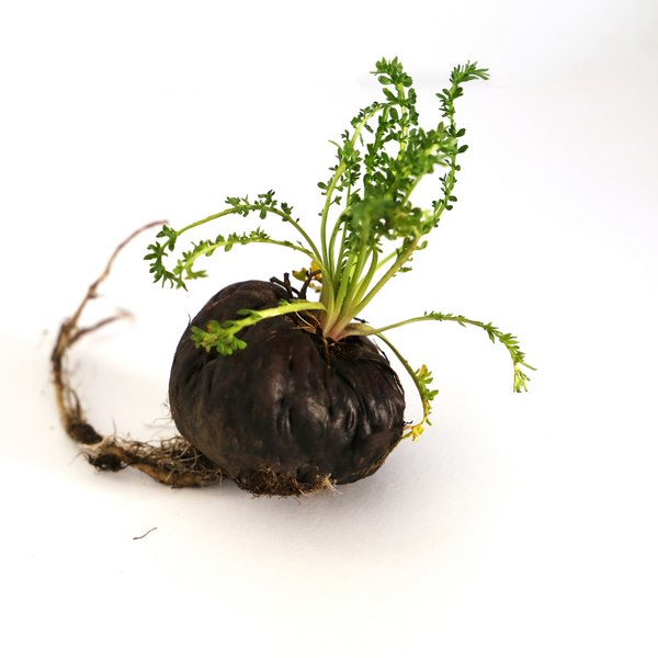 Maca Root
