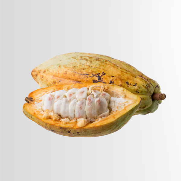 Paraxanthine (enfinity®)